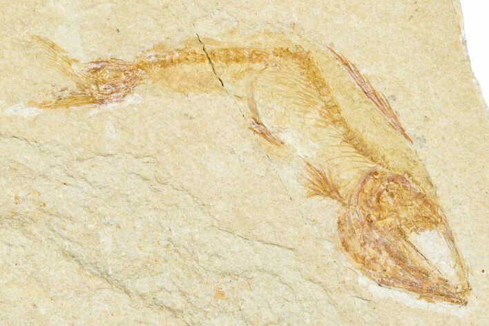 Cretaceous Fossil Fish - Lebanon #248455